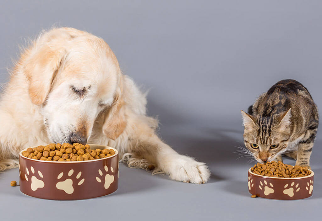 pets eating dry food