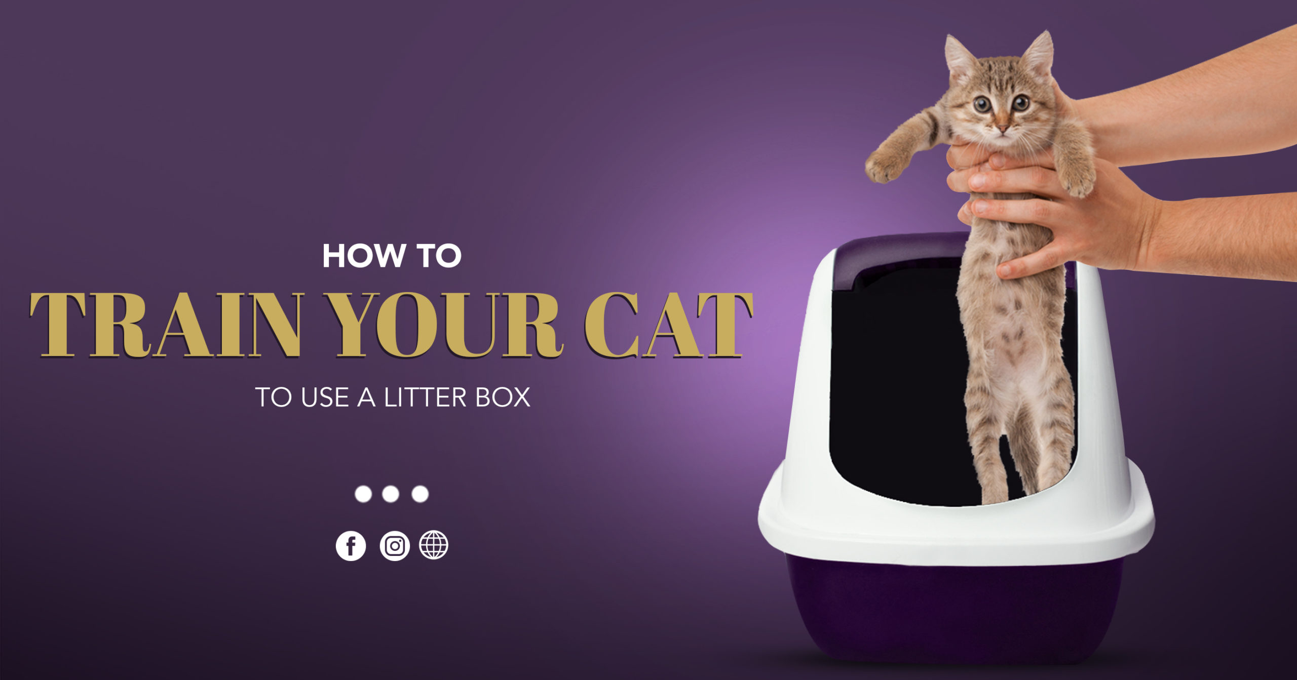 how to train your cat to use a litter box