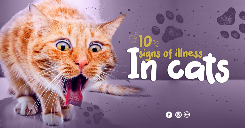 10 signs of illness in cats The Pet City Shop