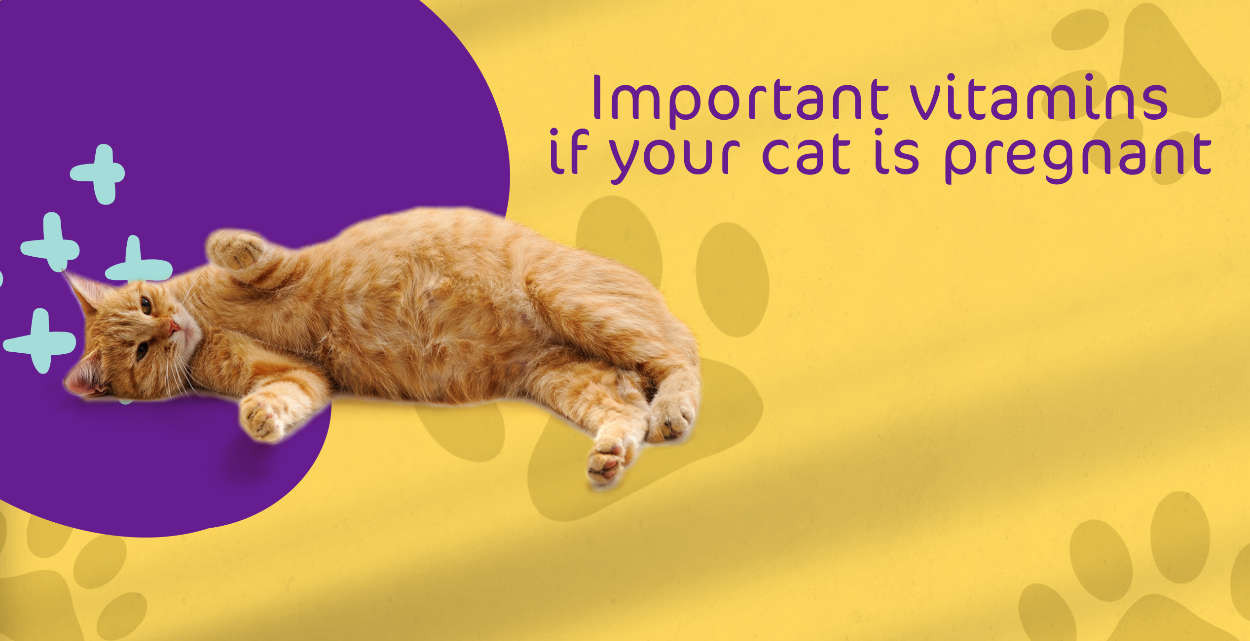 Important vitamins if your cat is pregnant