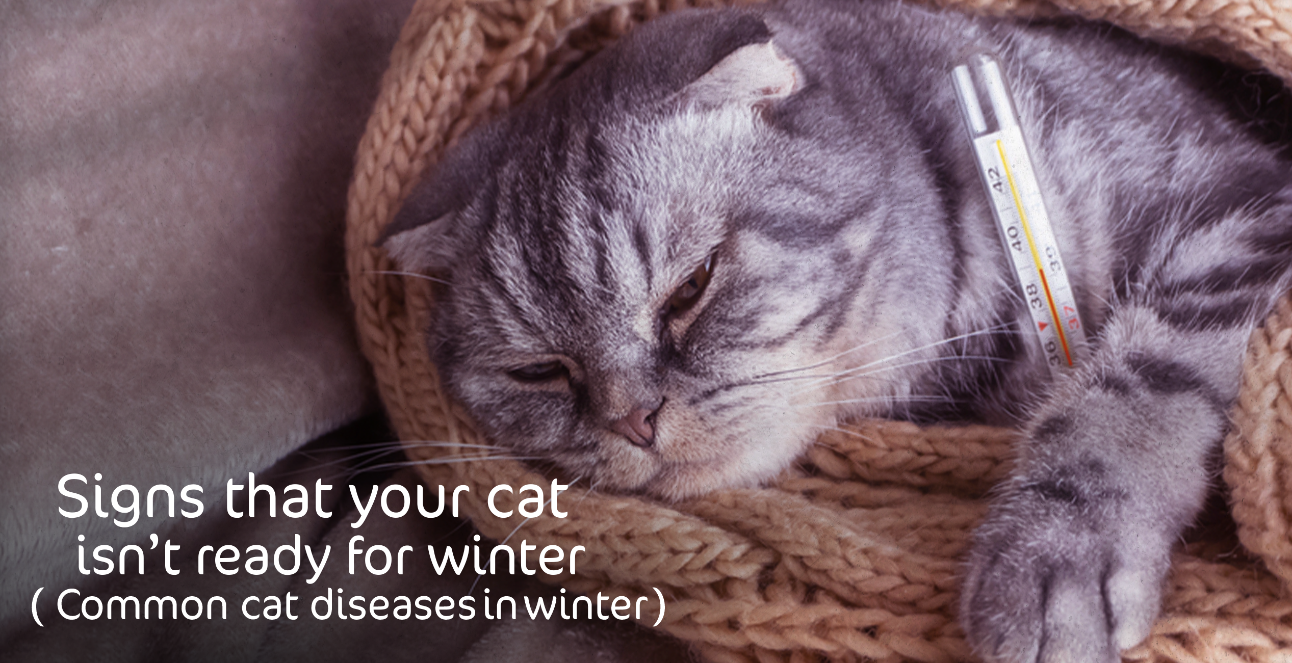 Signs That Your Cat Isn’t Ready for Winter (Common Cat Diseases in Winter)