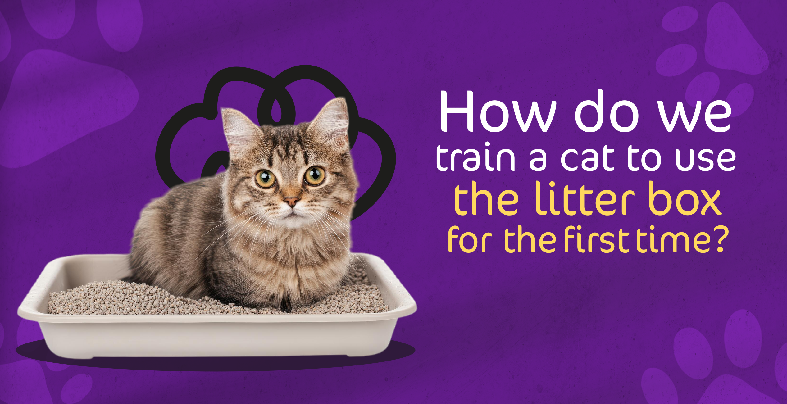 How do we train a cat to use the litter box for the first time?