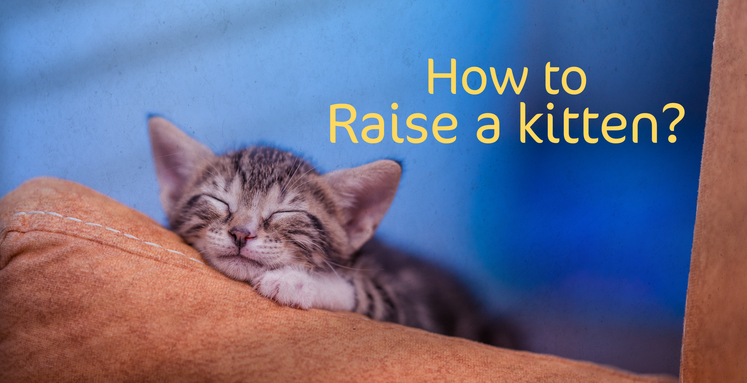 How to Raise a kitten?