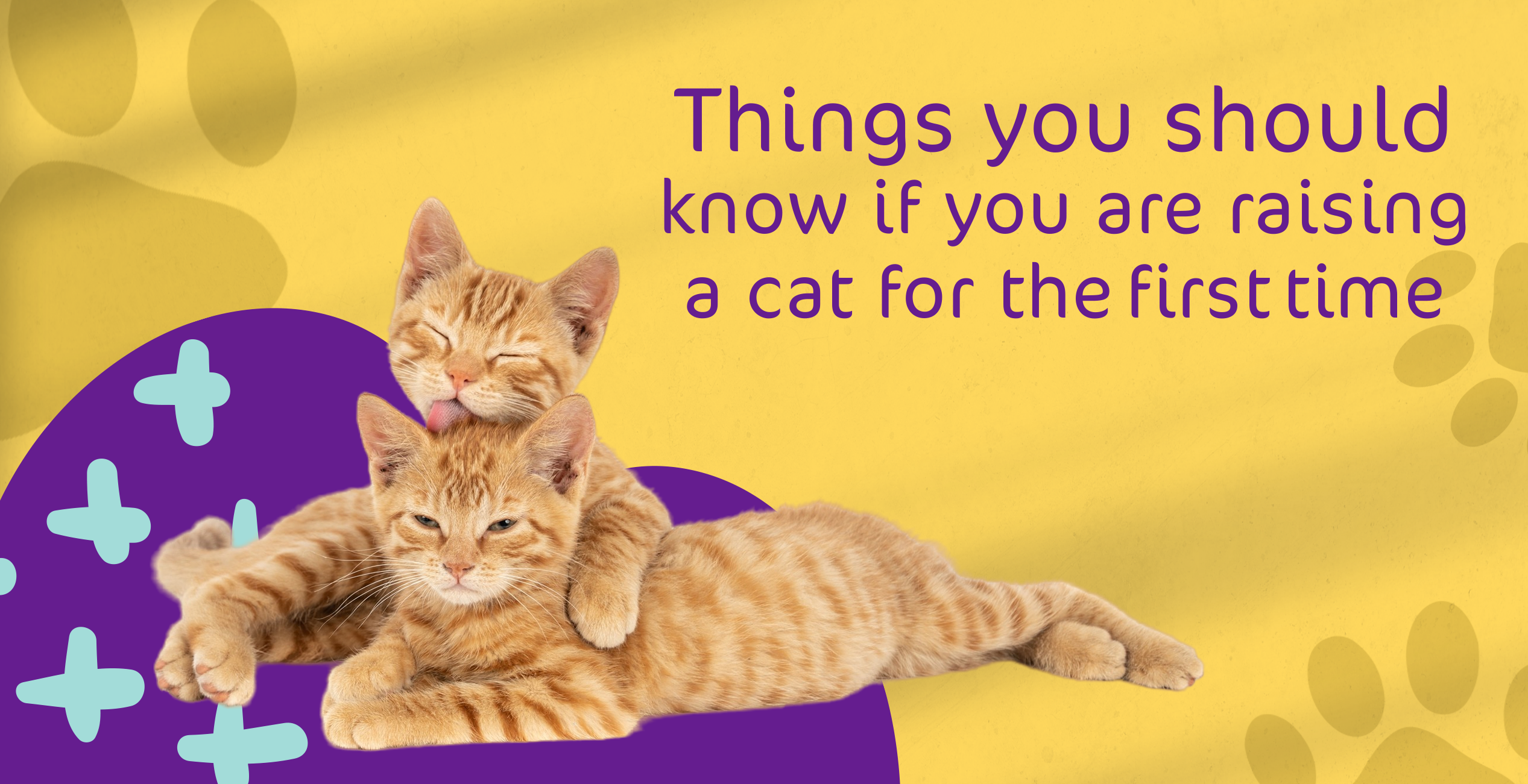 Things you should know if you are raising a cat for the first time