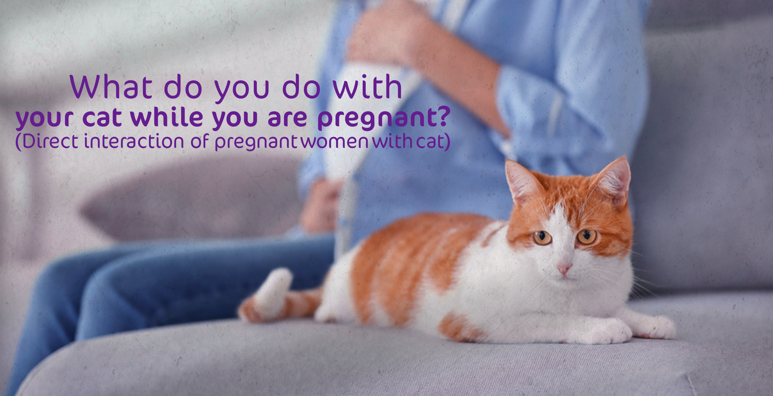 What do you do with your cat while you are pregnant? (Direct interaction of pregnant women with cat)